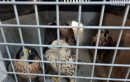 ردگیری متخلفان محیط زیستی استان قم در فضای مجازی